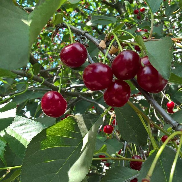 kovalenkopro в LOOKY. #kovalenkopro_семью. Еще на веточке, а я ...