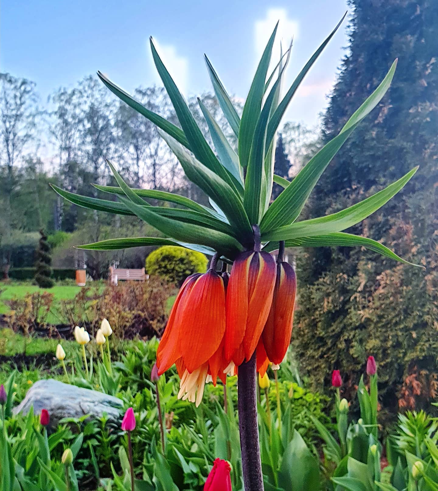nihatkarann в LOOKY. #moscow,#russia,#flowers,#tulips,#москва,#россия,#цветы,#тюльпаны. ⚘⚘⚘
#moscow #russia ...