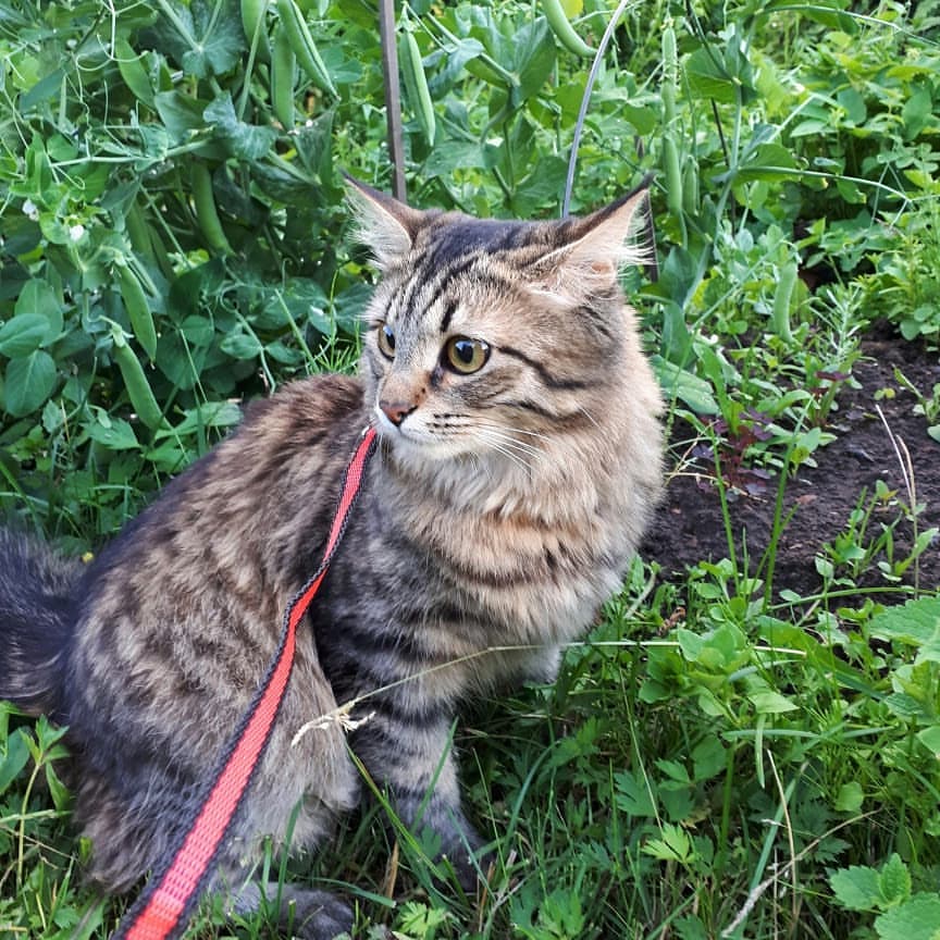 maria_musya.i.marusya.cats в LOOKY — фото 2
