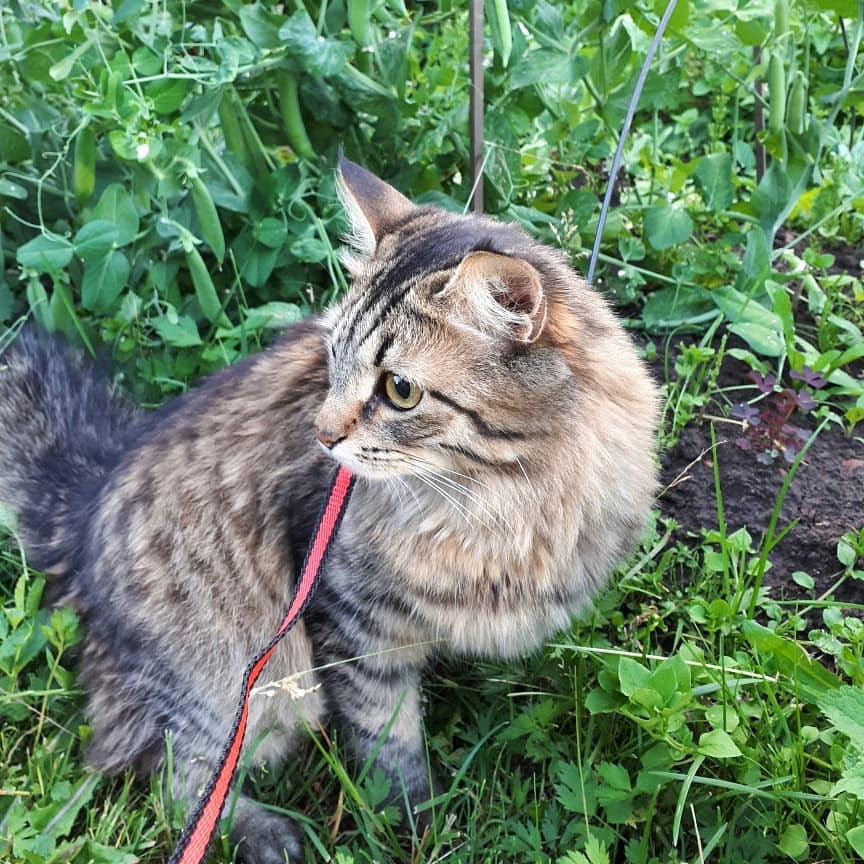maria_musya.i.marusya.cats в LOOKY — фото 3