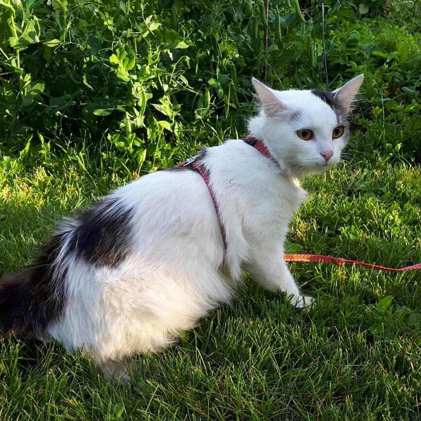 maria_musya.i.marusya.cats в LOOKY — фото 7