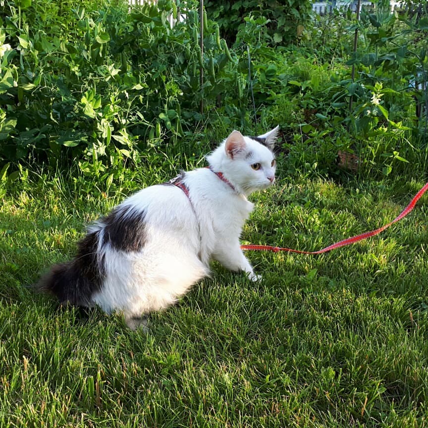 maria_musya.i.marusya.cats в LOOKY — фото 6