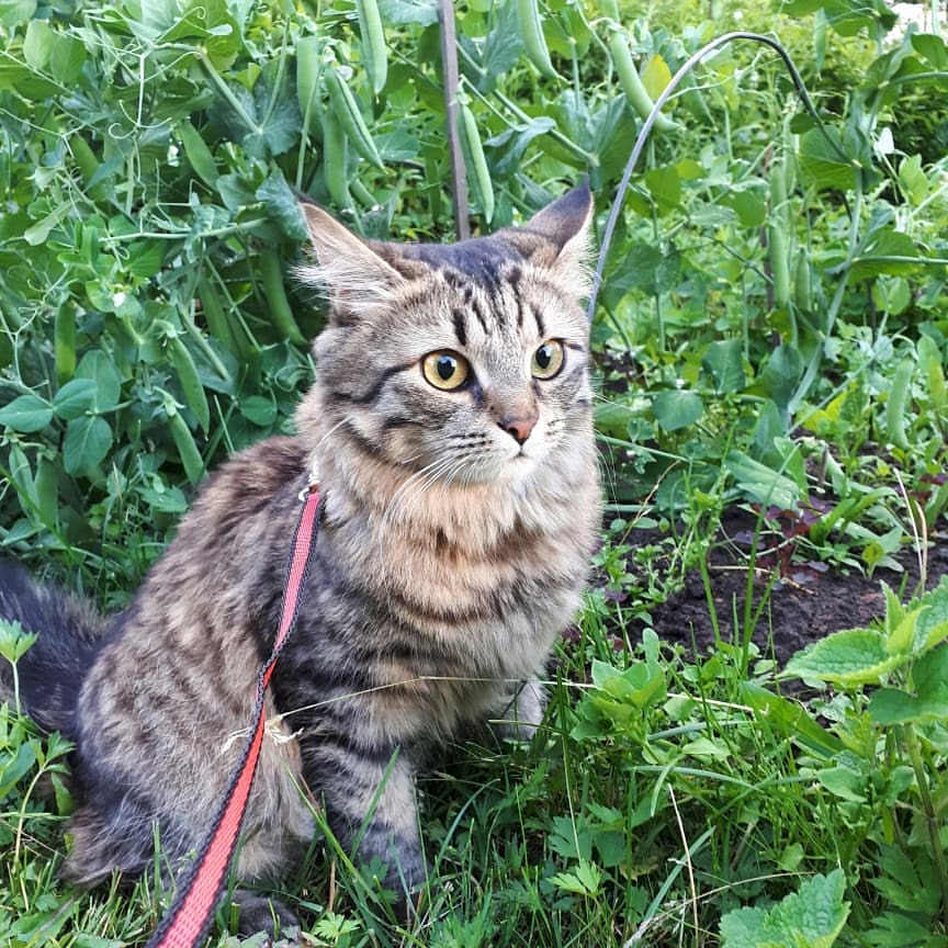 maria_musya.i.marusya.cats в LOOKY — фото 1