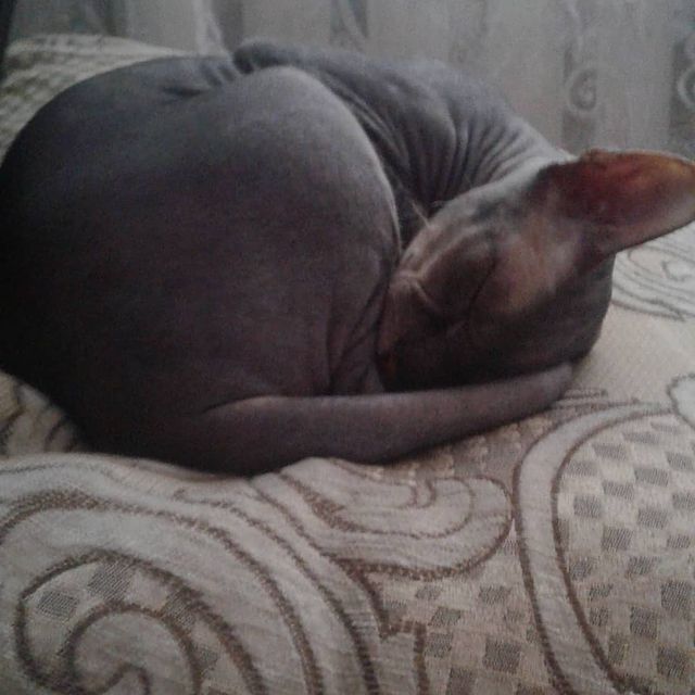 alenagavrilova14 в LOOKY. #сфинксомания. Любимый клубочек#гас...
