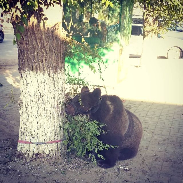 masha.s.96 в LOOKY. #медвежонокмаша🐻😍. #медвежонокмаша🐻😍