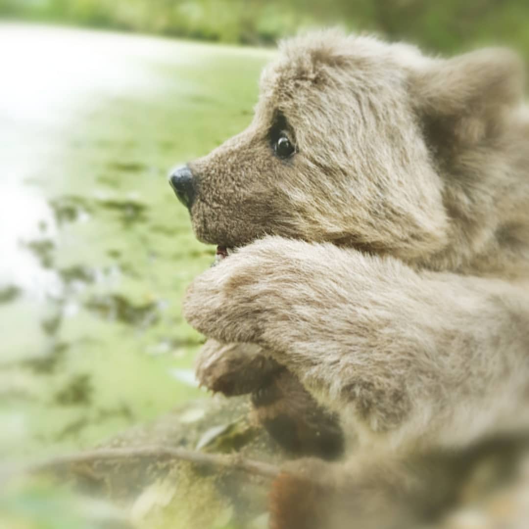tanya_lisa_ in LOOKY. #натюральноепогружение,#медвежонок,#mk_verobears,#бурыймишка,#природа,#мишкатедди,#бурыймедведь,#bear,#bears,#bearpile,#teddybear,#ежиквтумане,#подольск. ЗВУКИ И ГОЛОСА
(Серг...