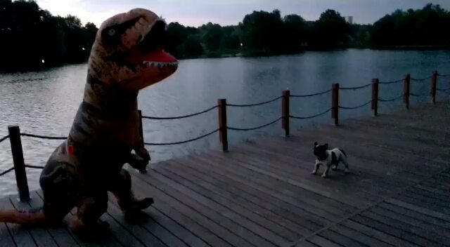 aleks_tehnik в LOOKY. . Dino vs dog