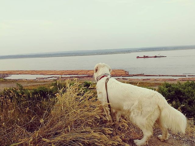 alenaaa.sd в LOOKY. #ретривер#золотистыйретривер#голден#лесосибирск#retriever#goldenretriever#golden#. #ретривер#золотистый...