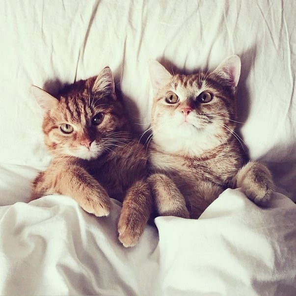 katarinka_kiri in LOOKY. . Миру - мир)  а котик...