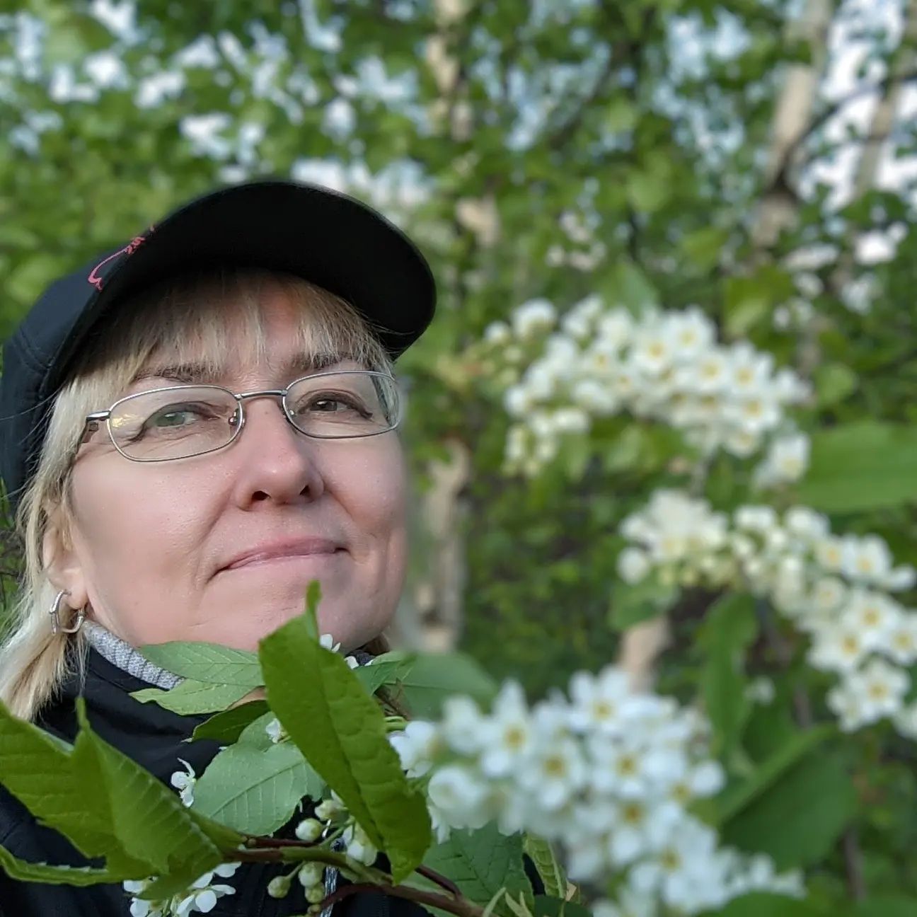 svetlana_dobrelia в LOOKY. . Черёмуха в цвету!)))