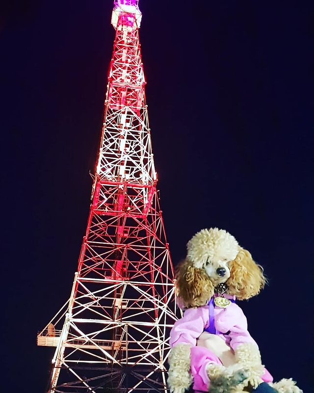 anchik7929 в LOOKY. #пудельякутск,#глориялоуренс. А вот наша красавица...
