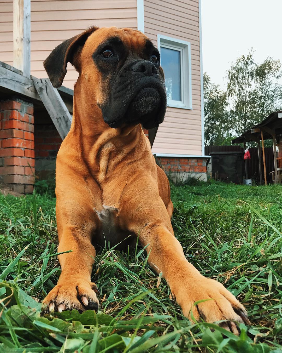 anna_ts_0704 in LOOKY. #ilovedogs,#mylove,#mydog,#boxer,#боксер,#ялюблюсвоюсобаку,#лето2018,#photooftheday,#russian. Как же я ужасно скуч...