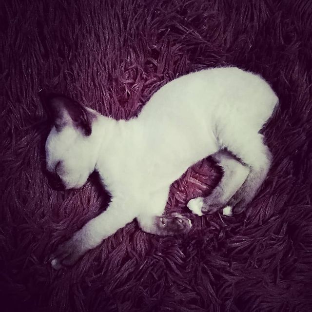 yurick727 в LOOKY. #сфинкс#лекс#нашновыйчленсемьи#кот#котейка. #сфинкс#лекс#нашновы...
