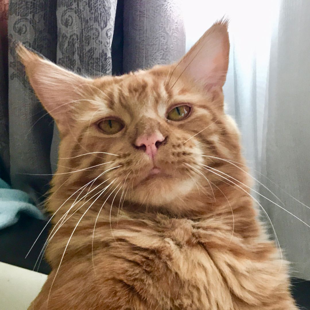 excellentlinemainecoons в LOOKY — фото 3