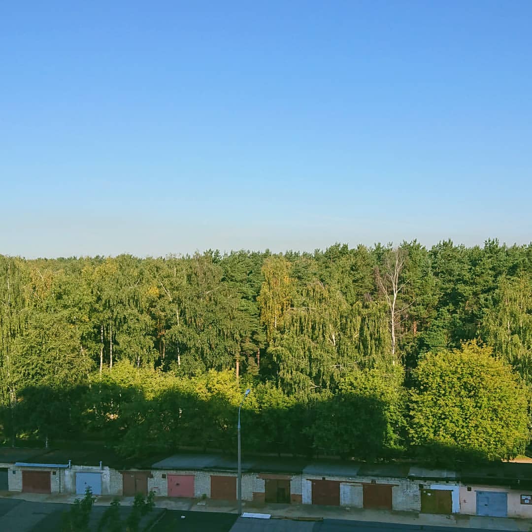 dana_kerroll в LOOKY — #утро #горизонт #лес #небо #horizon #wood #sky