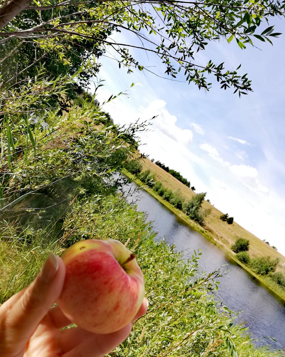 ramilia_gg в LOOKY — #алмаспасы 🍎🍏🍎🍏🍎🍏 #яблочныйспас
Состав яблока уникален