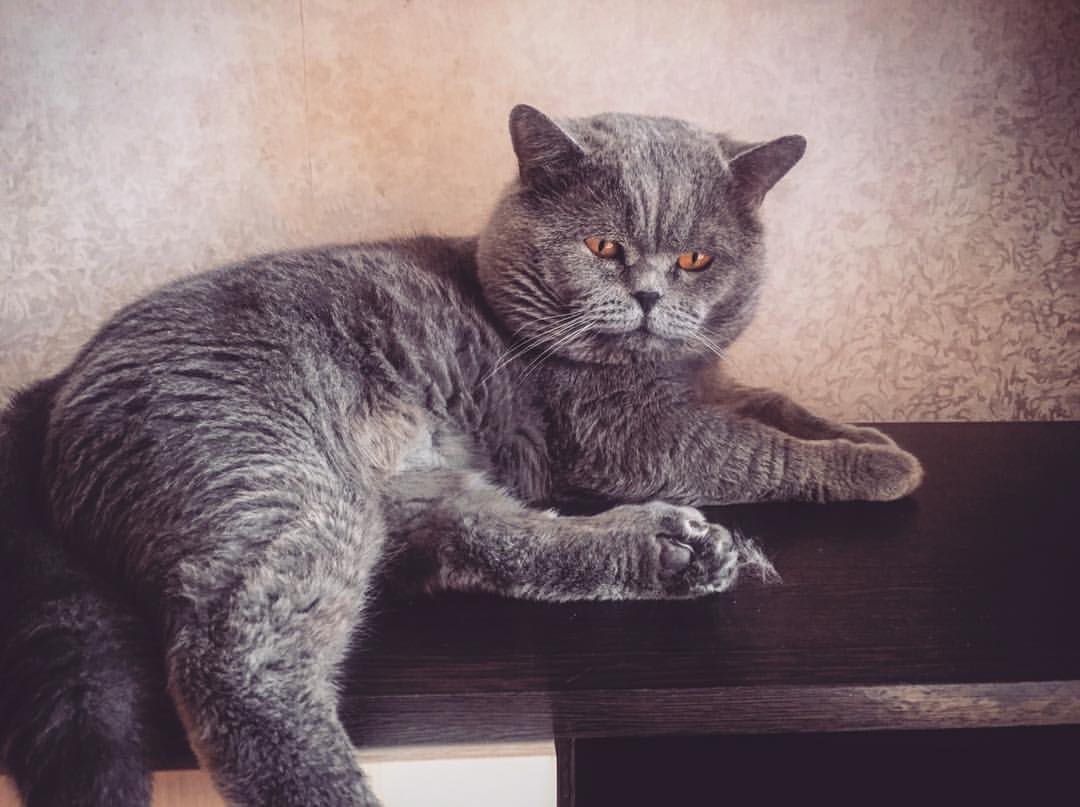 krisalekseevnalisa в LOOKY — #сладкий
