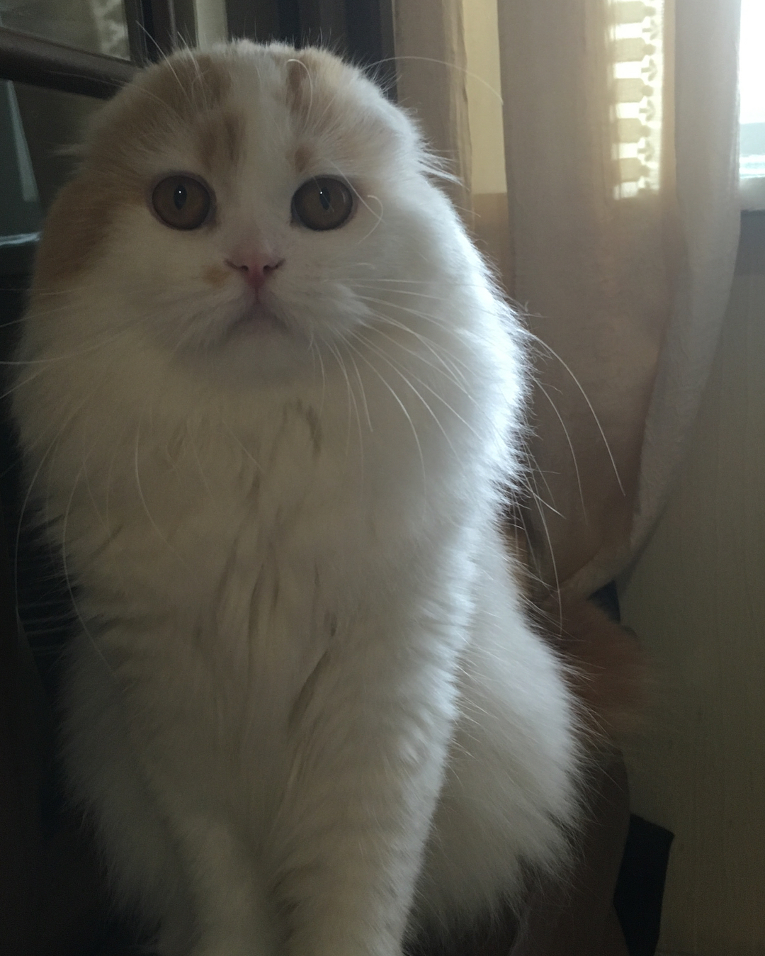 kittens_scottishfold_longhair в LOOKY — фото 4