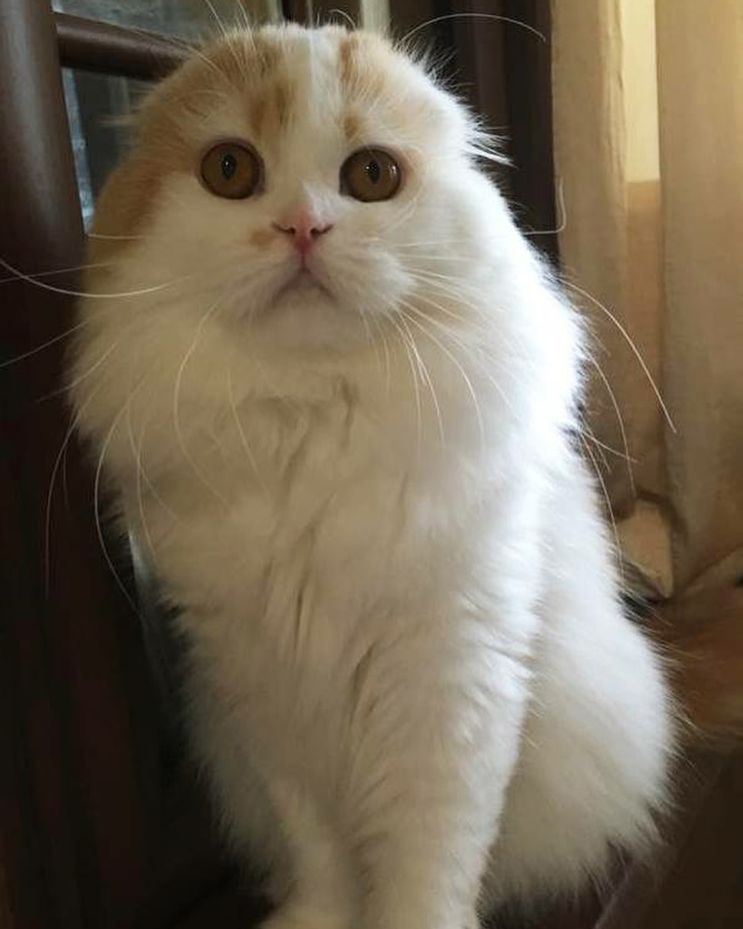 kittens_scottishfold_longhair в LOOKY — фото 3