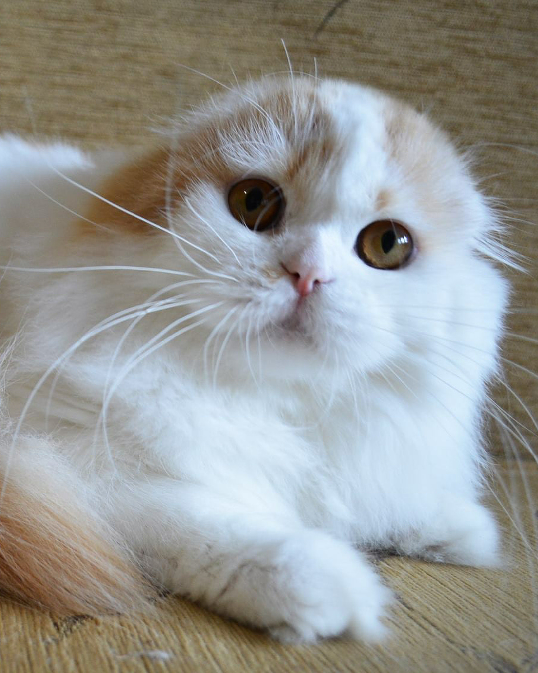 kittens_scottishfold_longhair в LOOKY — фото 5