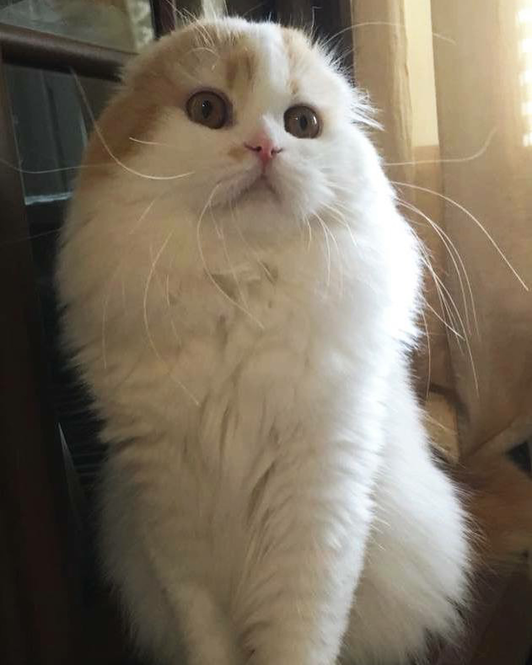 kittens_scottishfold_longhair в LOOKY — фото 2