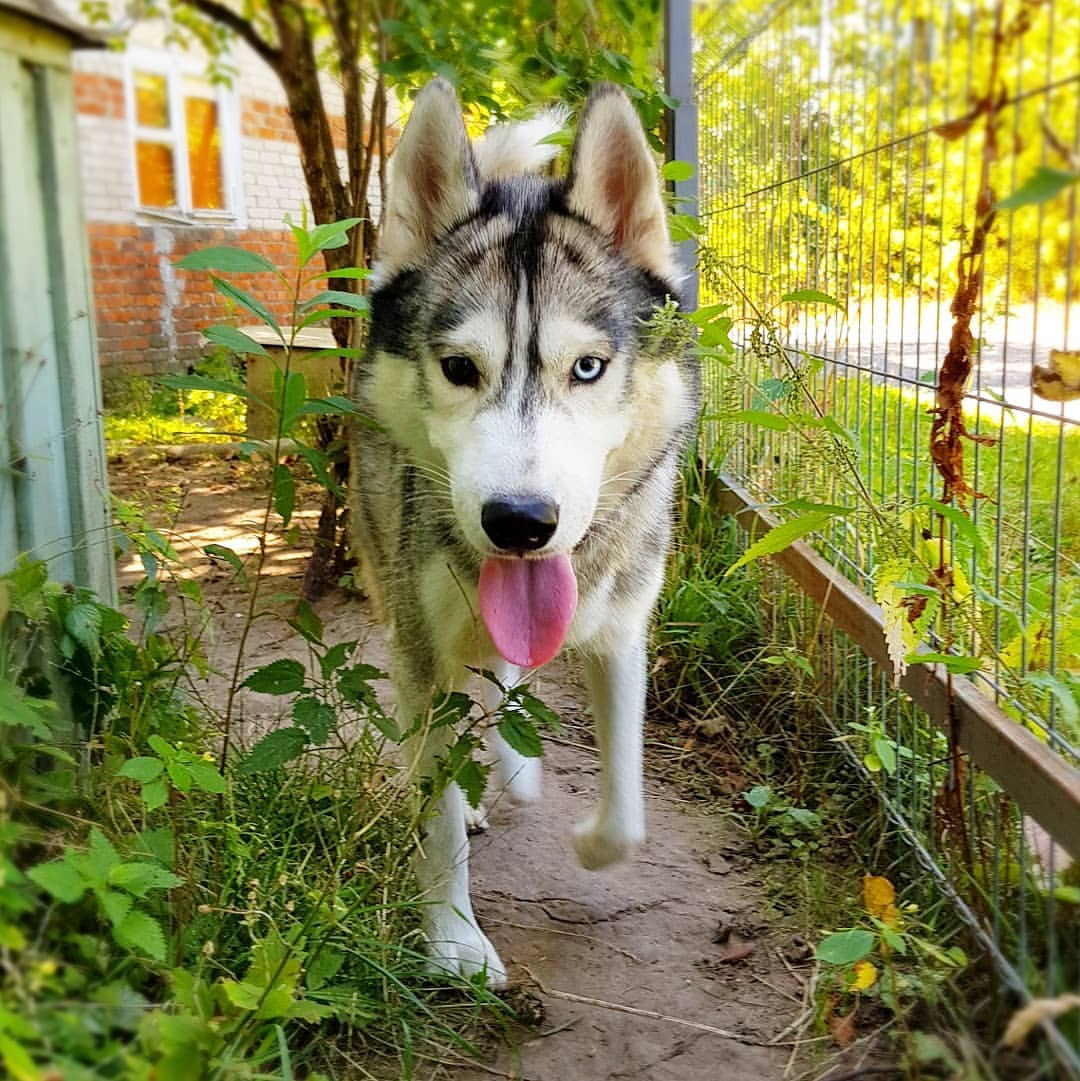 tanya_lisa_ in LOOKY. #сибирскийхаски,#хаски,#собака,#друг,#нашщенок,#dog. А кто это к нам прие...