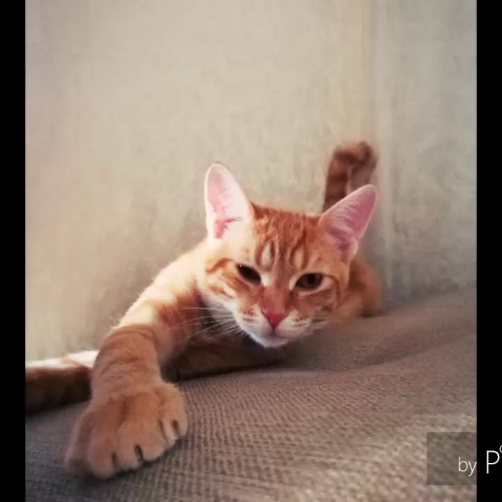 __olyy в LOOKY. #котбатонкотокафе. Всем привет! Я решил...