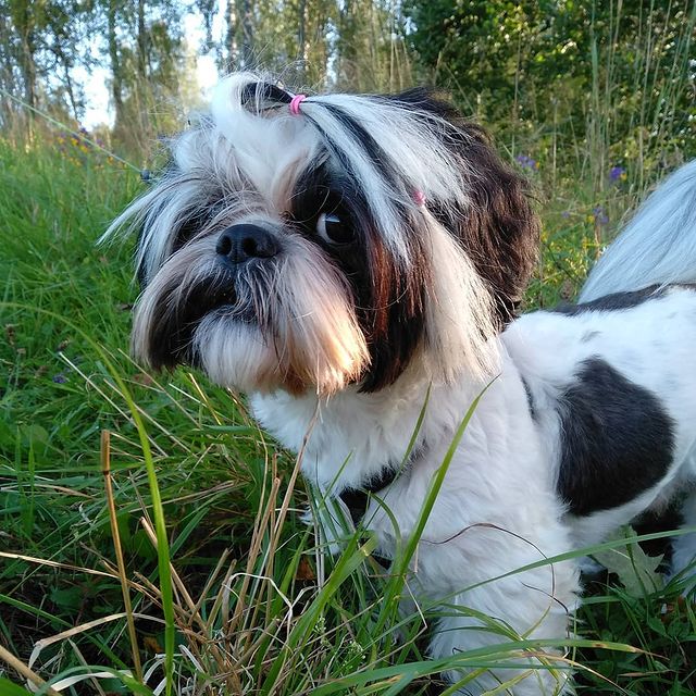 ekaterina__now в LOOKY. #ялюблюсвоюсобаку,#мойлюбимыйпёс,#shihtzuTosha,#shihtzu,#dog,#dogstagram,#pet,#petstagram,#шитцу,#シーズー,#шитцумания,#шитцулучшиесобаки,#chien,#시쥬,#шитцумагия,#shihtzumonamour,#shihtzulove,#animal,#shihtzumania,#лучшивмирепёс,#lovemydog,#aimemonchien. Когда мама в отпуске...