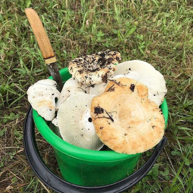 gipsophyla в LOOKY. . Привет, осень!