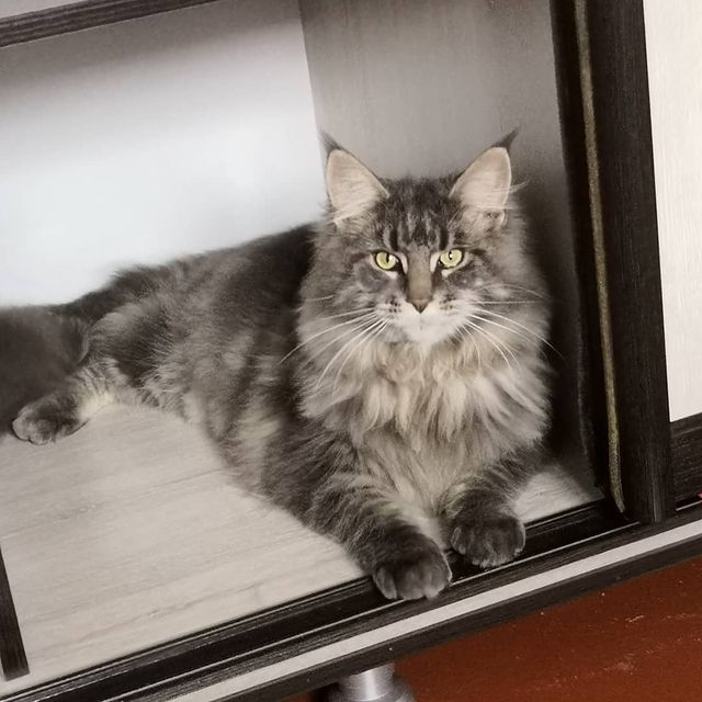 anytoch_ka73 в LOOKY. . Наш Баксик😻