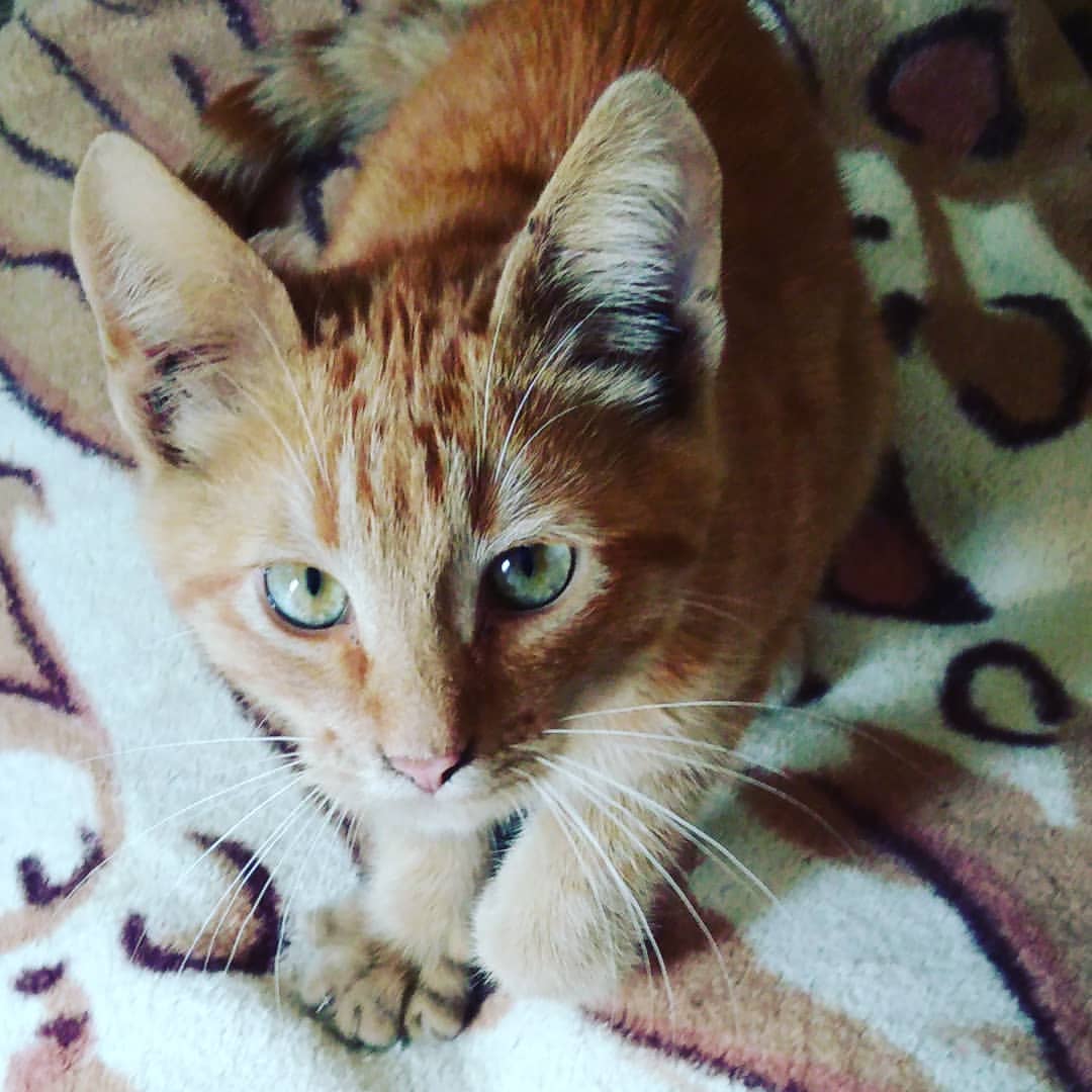 annademina1985 в LOOKY — Знакомьтесь, Василий Рыжиков 🐈! Новый житель на нашей работ