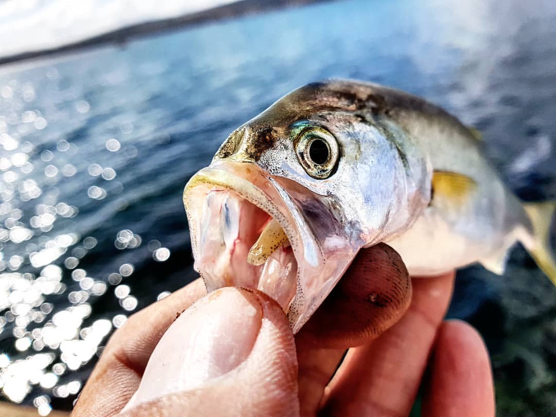 _k4k_angler в LOOKY — фото 3