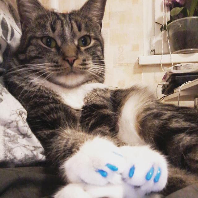 shalyninnikolai в LOOKY. #кот,#cat,#кошачийманикюр. Освоил кошачий маник...