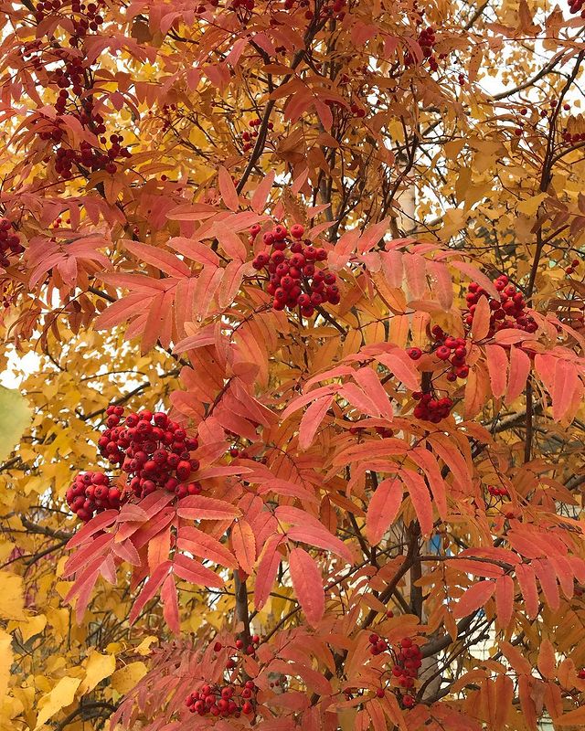 mariaegorrova в LOOKY. . 🍂🍁Хаьын-ардах аргы...