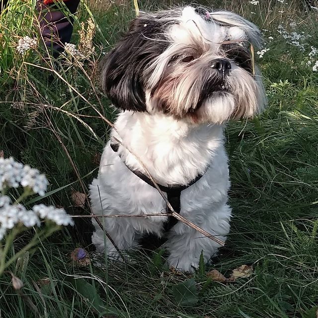 ekaterina__now в LOOKY. #ялюблюсвоюсобаку,#мойлюбимыйпёс,#shihtzuTosha,#shihtzu,#dog,#dogstagram,#pet,#petstagram,#шитцу,#シーズー,#шитцумания,#шитцулучшиесобаки,#chien,#시쥬,#шитцумагия,#shihtzumonamour,#shihtzulove,#animal,#shihtzumania,#лучшивмирепёс,#lovemydog,#aimemonchien. Гулять, гулять , гул...