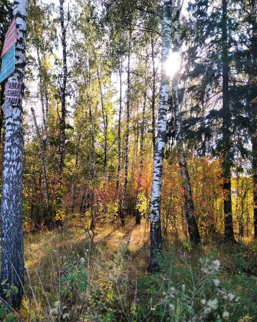 irkisa27 в LOOKY — Осень.