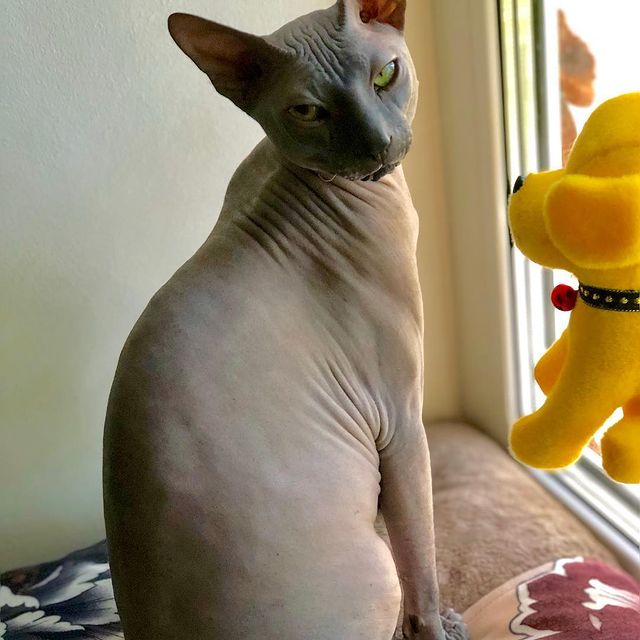 john_kostyanov в LOOKY. #cat,#cats,#catsagram,#catstagram,#instagood,#kitten,#kitty,#kittens,#pet,#pets,#animal,#animals,#petstagram,#petsagram,#photooftheday,#catsofinstagram,#ilovemycat,#instagramcats,#nature,#catoftheday,#lovecats,#furry,#sleeping,#lovekittens,#adorable,#catlover,#instacat. Домашние котейки #ca...