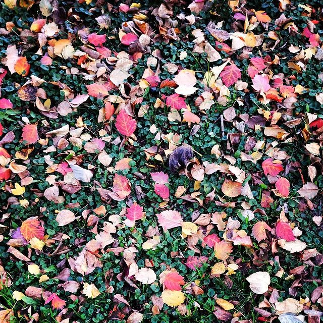 macawelli в LOOKY. . autumn'18