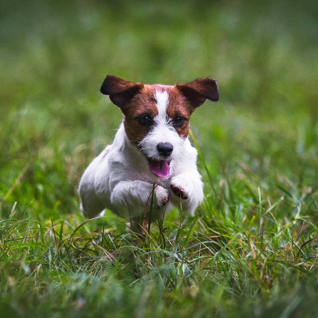 allegro_diavoletto_kennel в LOOKY — фото 3