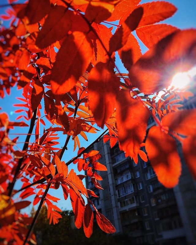 akulakov_ak в LOOKY. #tomsk,#регион70,#томск,#томские,#beautytomsk,#mytomsk. Осень это не только ...