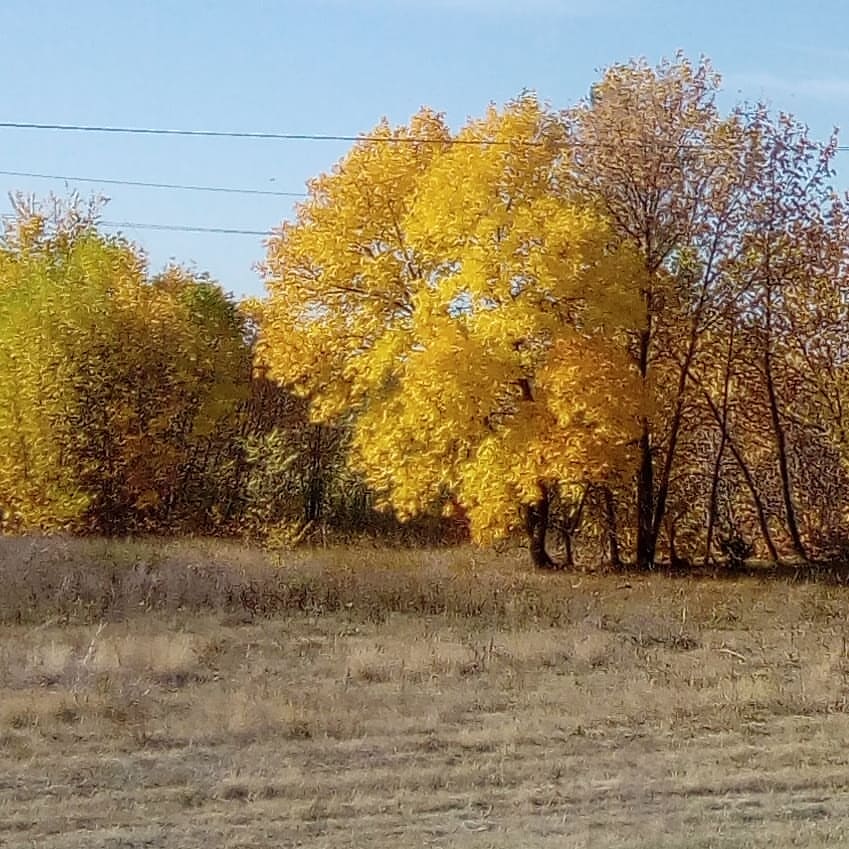 yadobriydobbi в LOOKY — Осень.