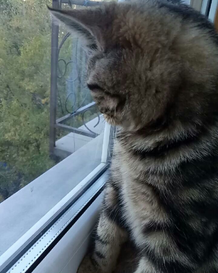 katarinka_kiri in LOOKY. . Ох уж эти птички..не...