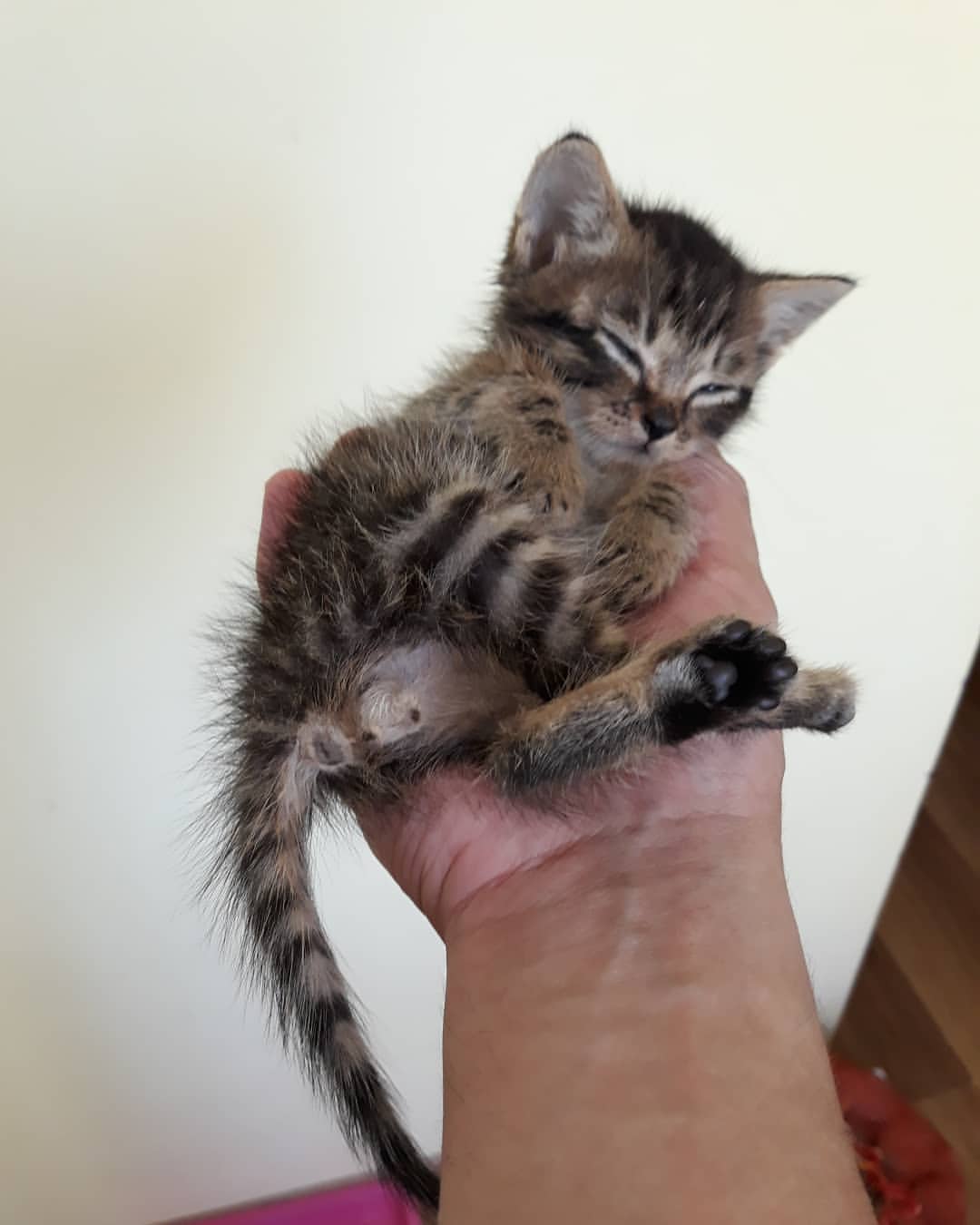 bsa2vl в LOOKY — #котятавдобрыеруки #котятавартёме