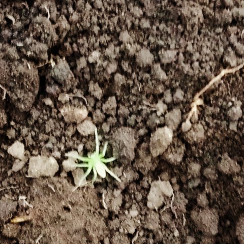 adam_tatarin в LOOKY. #паук. Паук #паук