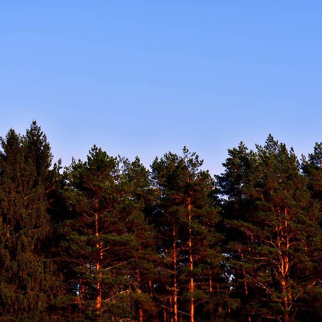 chikgg в LOOKY. #ислочь,#природа,#лес,#путешествие,#беларусь,#forest,#photo,#love. На природе хорошо......
