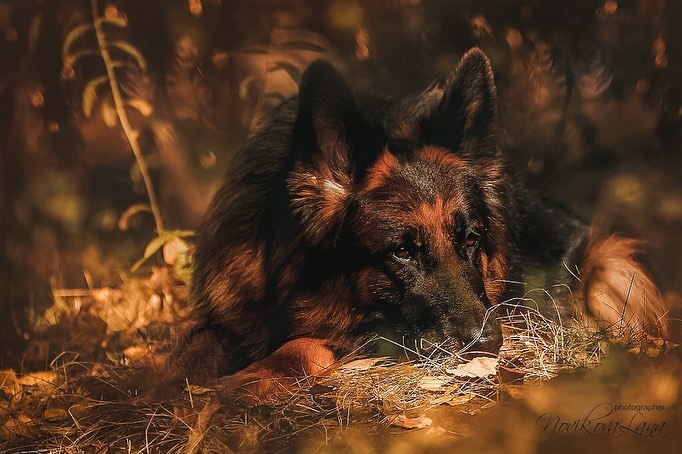 sw_amina в LOOKY. #gsd,#gsdlove,#shepherd,#shepherds,#germanshepherd,#germanshepherddog,#dog,#dogsofinstagram,#dogphotographer,#photographer,#photography,#photo,#autumn,#landscape,#немецкаяовчарка,#осень,#фото,#фотосессия. Осень - время филосо...
