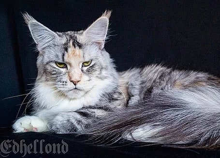 edhellond_cattery в LOOKY — фото 5