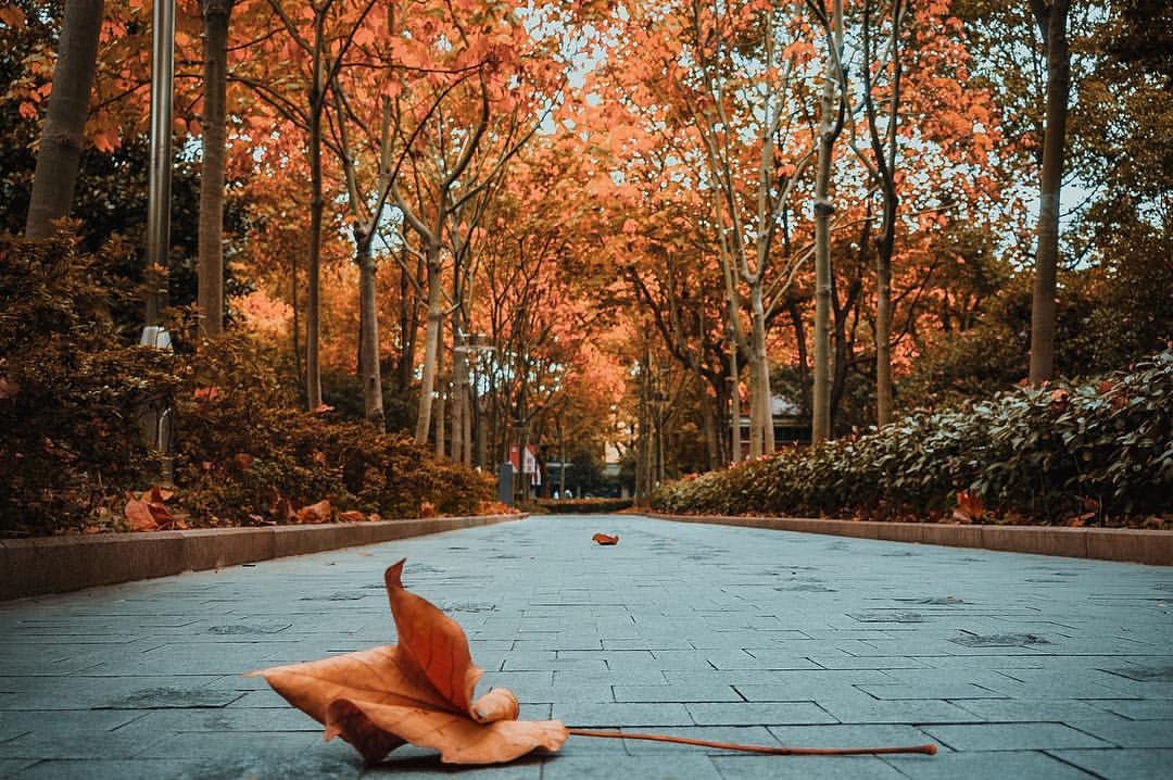 sw_amina в LOOKY. #autumn,#autumn🍁,#landscape,#october,#осень,#природа,#осенняяфотосессия,#photographer,#photo. Ты однажды присядь и...