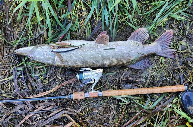 a1pinex в LOOKY. #mottomo,#kosadaka,#shimano,#щука,#ока. Осенний трофей на 3....