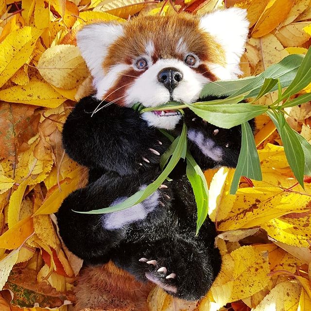 tanya_lisa_ в LOOKY. #лето_в_натюре
⠀
Дарите,#panda. 🤗🤗🤗
⠀
Друзья ❤ сп...